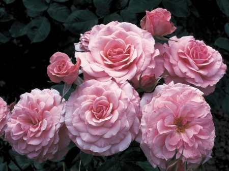 Lovely Roses - roses, flowers, buds, macro, nature