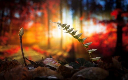 Sunrise in the Forest - nature, forest, sunrise, plants