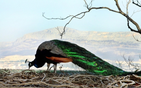 Peacock - birds, Peacock, animals, amazing