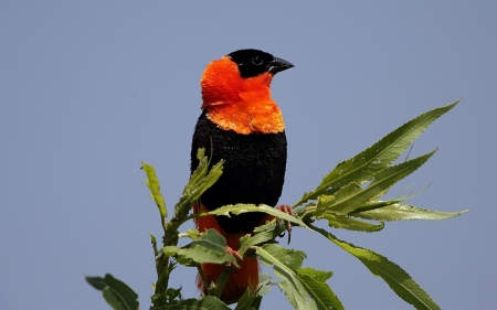 Pretty Bird - animal, branches, trees, bird