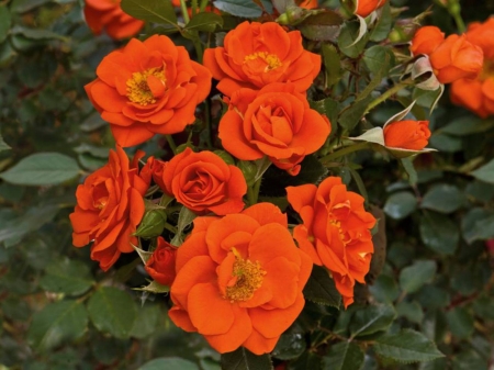 Orange Roses - flowers, roses, nature, macro, orange