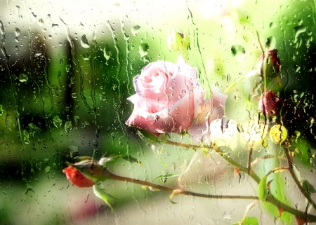 Roses in the Rain - flowers, glass, rose, rain