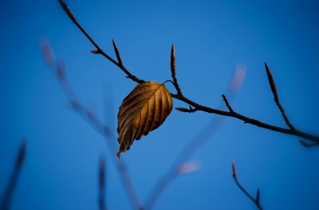 The last Leaf - GOLDEN, LEAF, LEAVES, BLUE