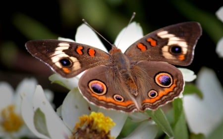 Butterflie - Butterflie, animals, amazing, beautiful