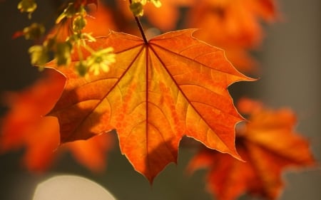 Leaf - nature, leaf, amazing, beautiful