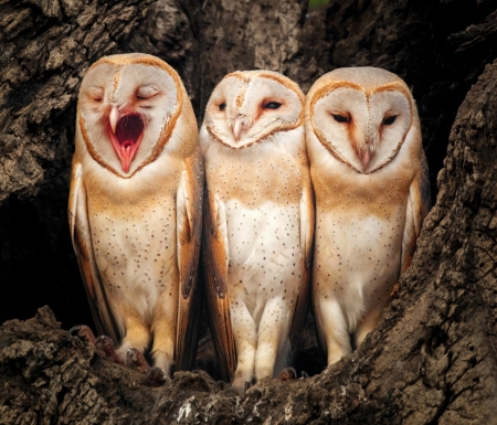 A Funny Day - owls, birds, funny, cute, animals