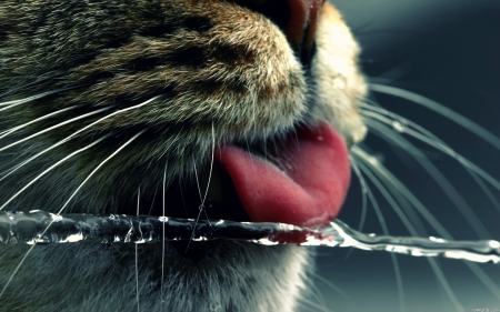 Cat - cat, tongue, animal, water