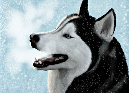 Siberian husky - mine96, winter, snow, dog, siberian husky, black, white, animal, art, luminos