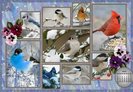 Winter birds - birds, calander, frame, winter colours