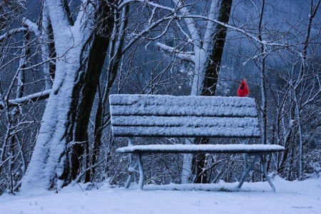 Red Cardinal - bird, red cardinal, winter, nature, park