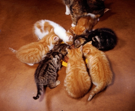 kittens family eating - kittens, animals, eating, cats, family