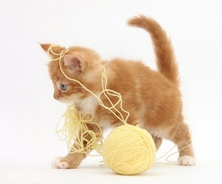 playing with a wool ball - animals, cats, wool ball, playing, kitten