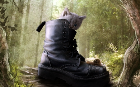 puss in boot - cat, feline, boot, kitten