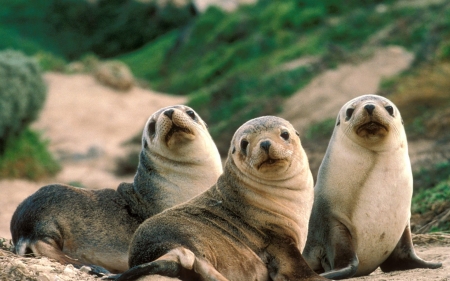 seals - hill, grass, sand, seal