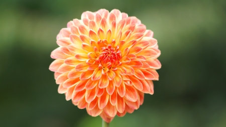 Dahlia - Dahlia, Red, Dalea, Orange, flowers, 3840x2160, Mandarin Orange, Daria, 4K, Flower