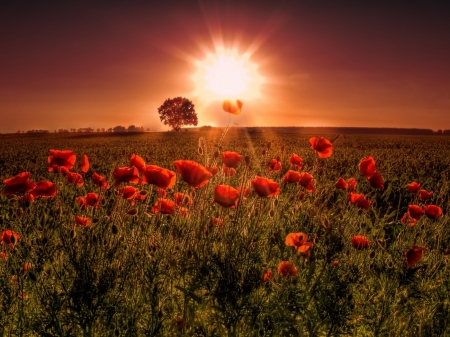 Sunset Over The Poppies Field