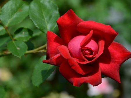 Red Beauty - flowers, petals, nature, rose