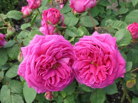 Pink Roses - roses, pink, flowers, buds, nature