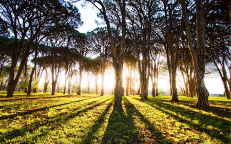 Forest - nature, amazing, forest, beautiful