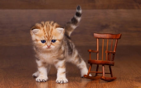 Golden british kitten - adorable, fluffy, kitty, wooden, kitten, chair, british, sweet, golden, small, cute