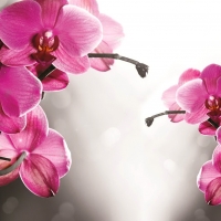 Pink orchids background