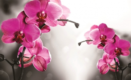 Pink orchids background - flowers, pretty, branch, spa, beautiful, orchids, background, pink