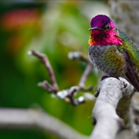 Humming-bird