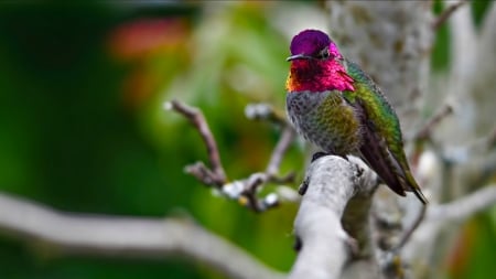 Humming-bird - humming-bird, pink, branch, green, cute, bird