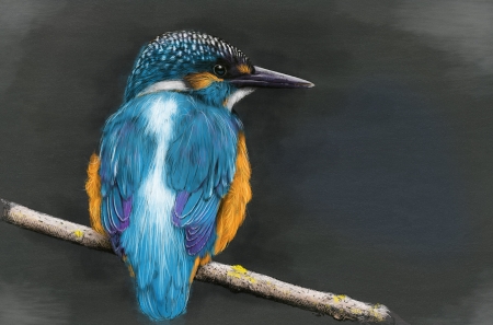 Kingfisher - bird, kingfisher, yellow, blue, art