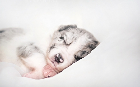 Puppy - white, animal, cute, dog, puppy, sleeping