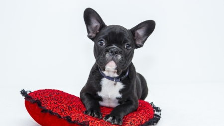 Puppy - black, white, animal, red, french bulldog, dog, puppy