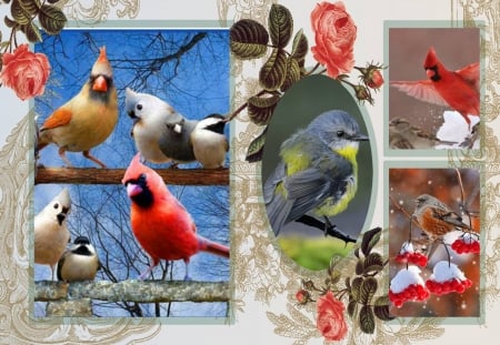 Coloured birds - blue skye, birds, farme, red rose