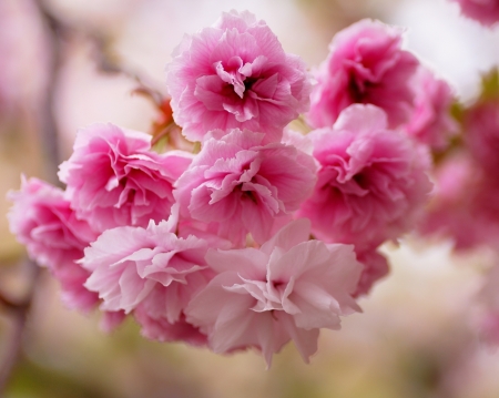 Sakura - flower, cherry blossom, pink, spring, sakura