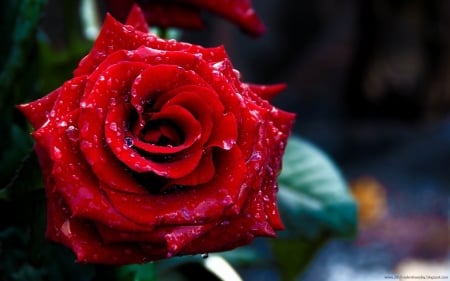 Wet Rose - red, rain, rose, wet, droplets