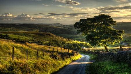 Country Road - fields, tree, road, country