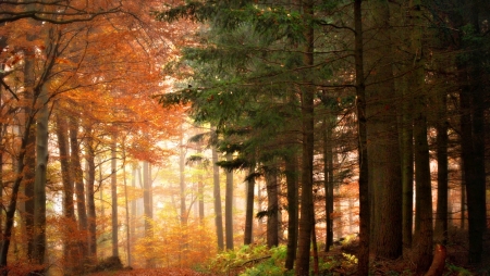 Autumn Forest - tree, autumn, amazing, forest