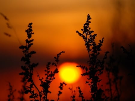 Beautiful Sunset - plants, trees, nature, sunset