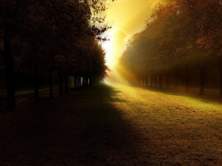 ??? - forest, lights, trees, nature, sun