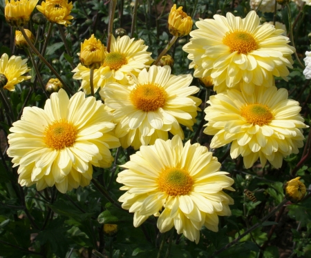 Chrysanthemums