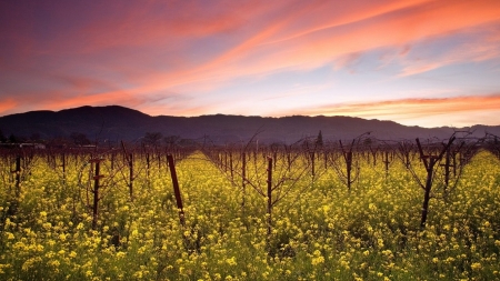 wild mustard field