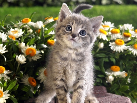 Cute Kitty - animal, pet, cute, kitty