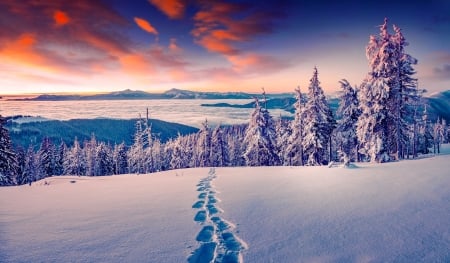 Steps on the snow - sky, landscape, trees, mountain, winter, forest, snow, beautiful, steps