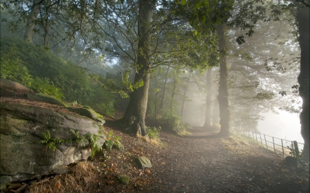 Forest - fog, nature, amazing, forest