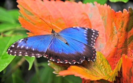 Butterflies - blue, animals, amazing, butterflies