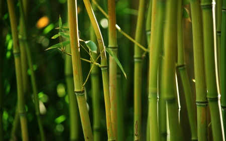 Green amazing - nature, green, amazing, beautiful