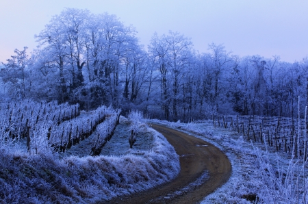 Winter - winter, nature, amazing, beautiful