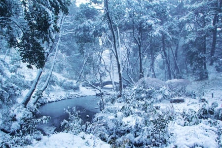 Calm Winter Day - trees, creek, snow, forest, bridge