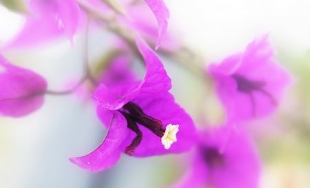 Purple Beauty - flowers, purple, petals, nature