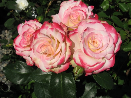 Pink Roses - flowers, roses, nature, buds, macro, pink