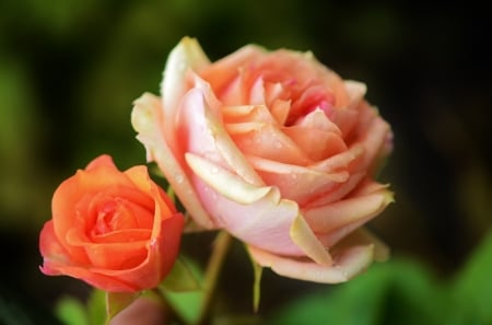 Two Beauties - roses, pink, flowers, orange, nature